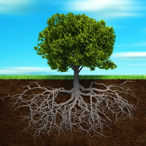 FUNCTIONAL MEDICINE